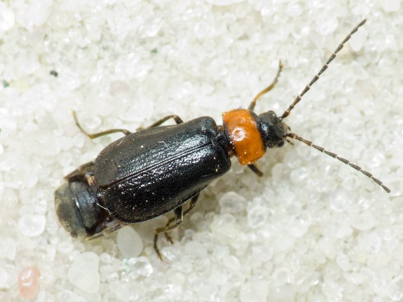 Autosilis nitidula (Fabricius, 1792)